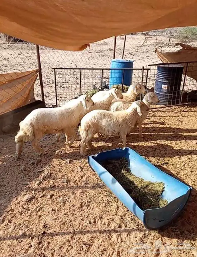 ذبائح حريه كاش واقصاد 1