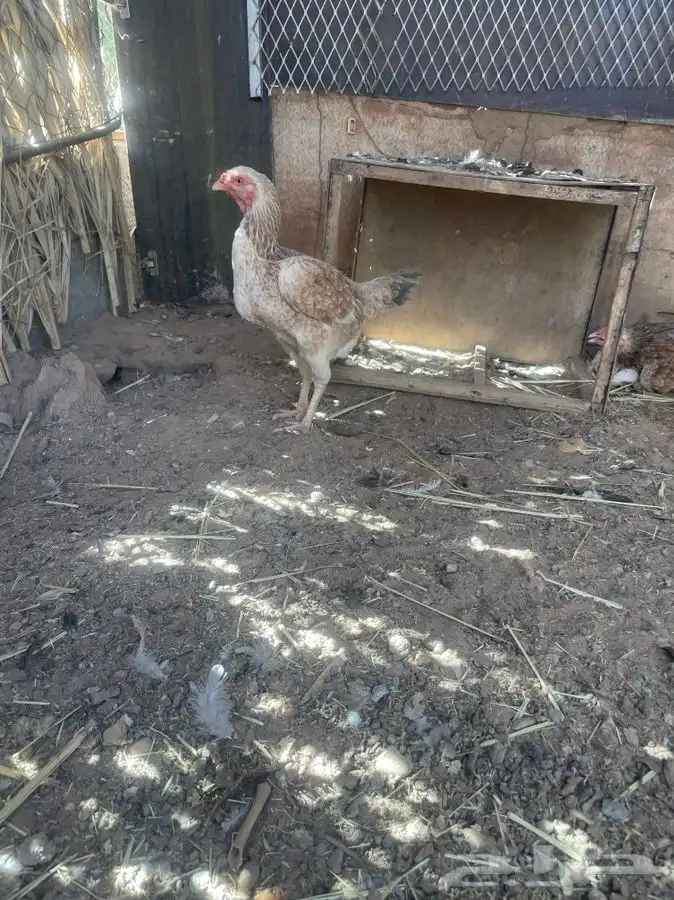 دجاج هندي تب 0