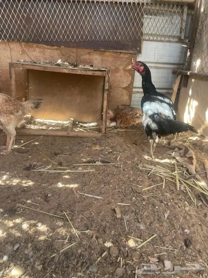 دجاج هندي تب 1