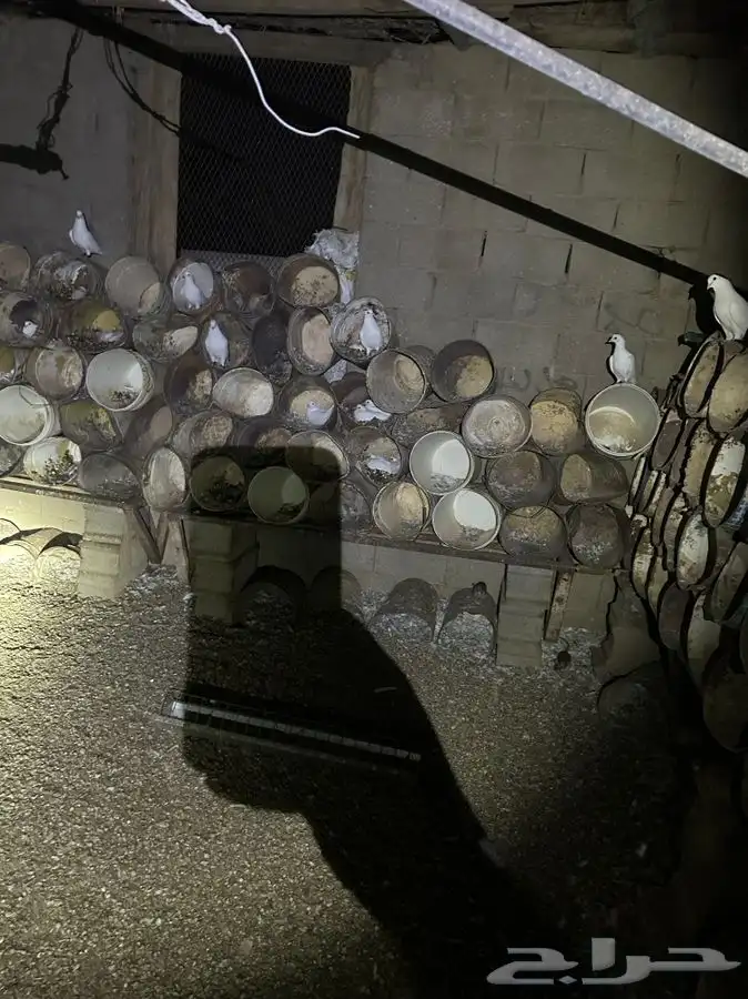 حمام فرنسي ابيض جروم طيبه 80 جوز تزود او تنقص صحتهن زينه 2