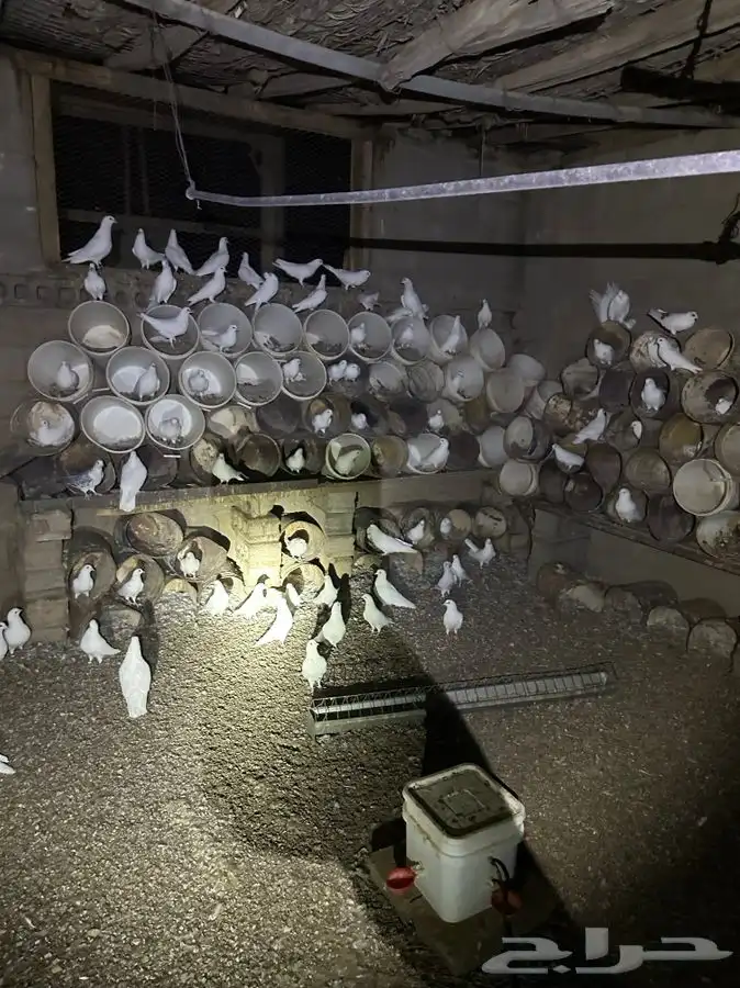حمام فرنسي ابيض جروم طيبه 80 جوز تزود او تنقص صحتهن زينه 0