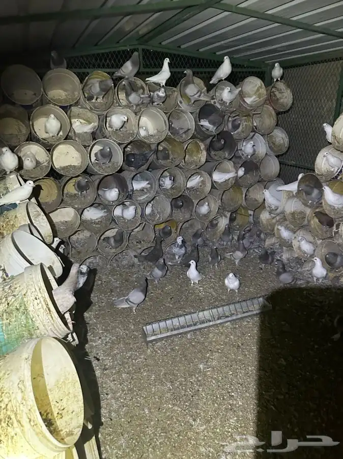 حمام مصري وهجين مصري وسلفر وفرنسي ابيض 55 جوز تنقص وتزود 0