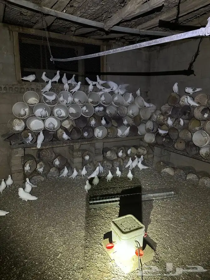 حمام فرنسي ابيض جروم طيبه 80 جوز تزود او تنقص صحتهن زينه 1