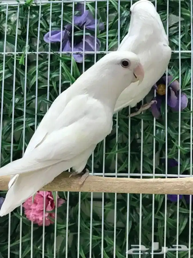 ازواج روز البينو عيون حمر منتجه 20