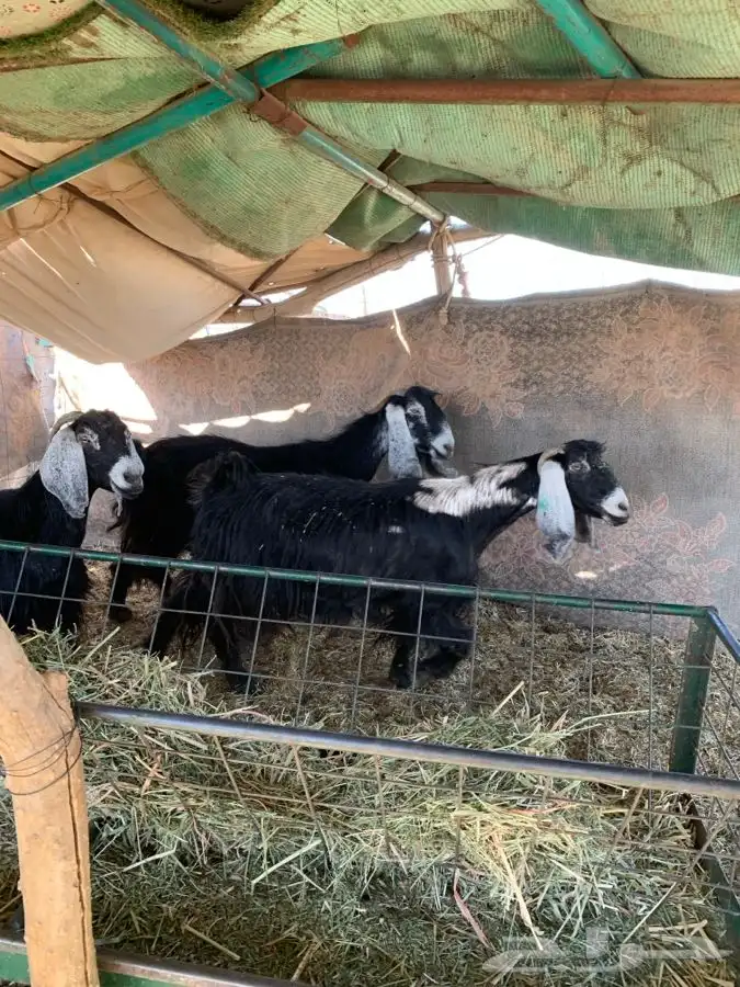 معزاء مضاريع سونار 0