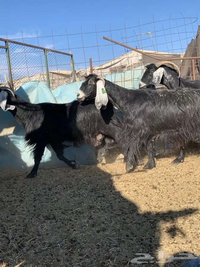 معزاء مضاريع سونار 5