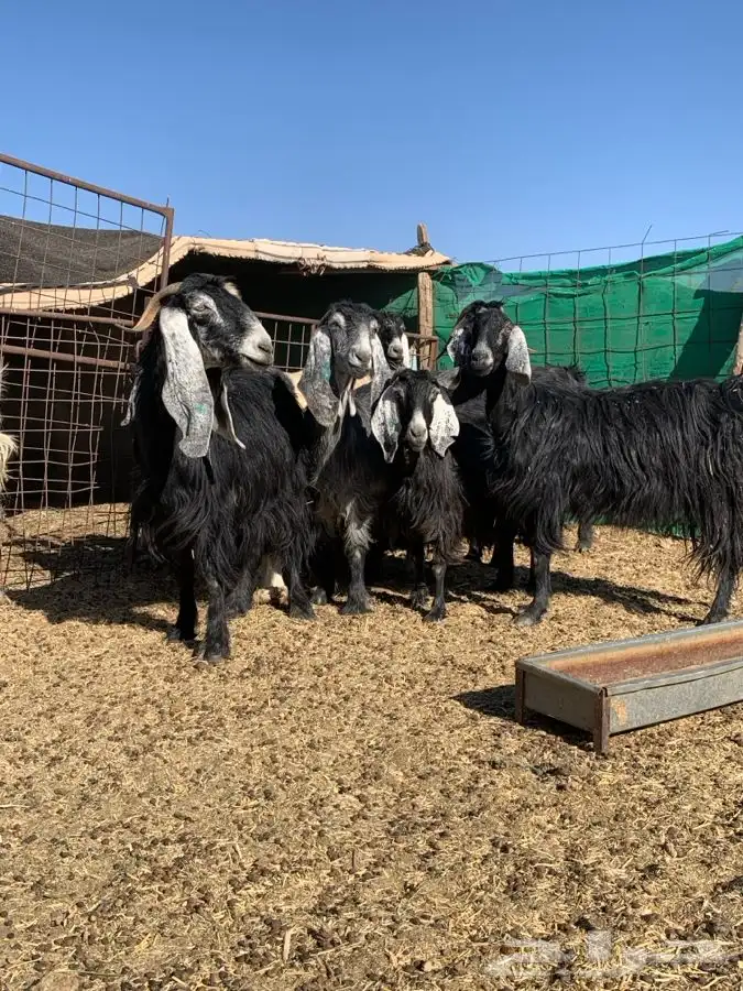 معزاء مضاريع سونار 7