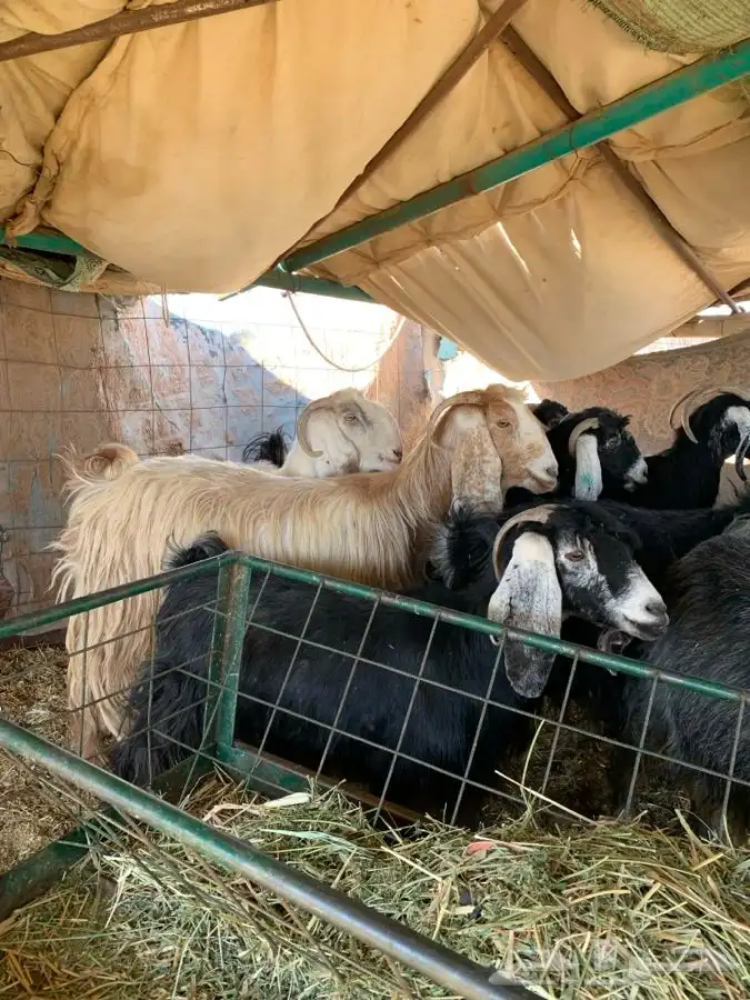 معزاء مضاريع سونار 20