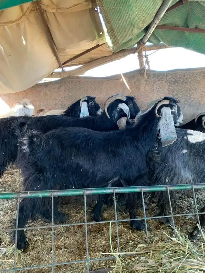 معزاء مضاريع سونار 4