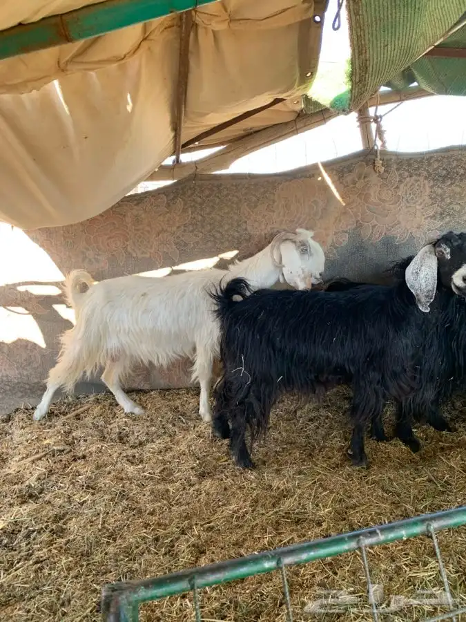 معزاء مضاريع سونار 11