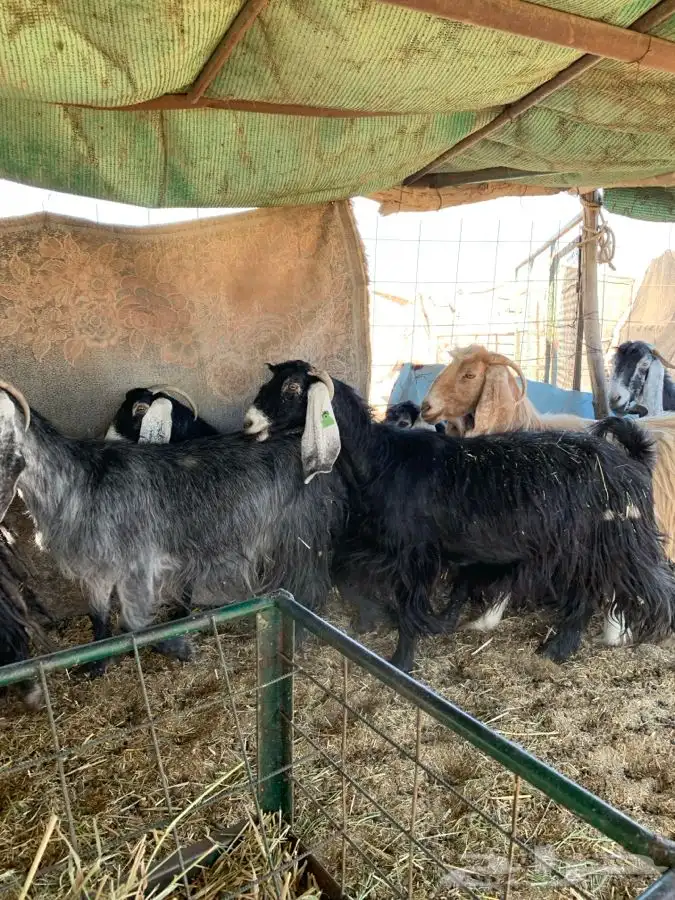 معزاء مضاريع سونار 3