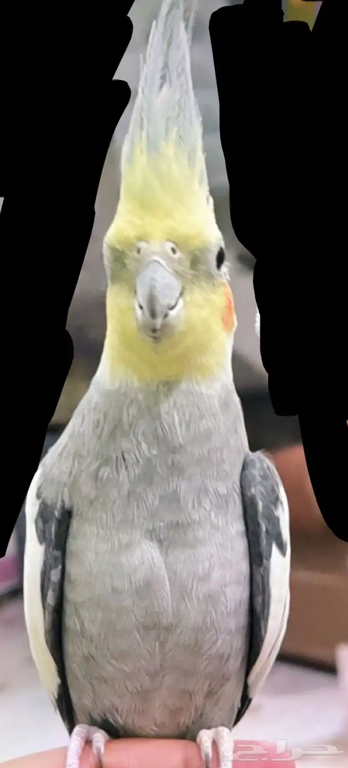 طائر كروان مفقود بالعلا 0