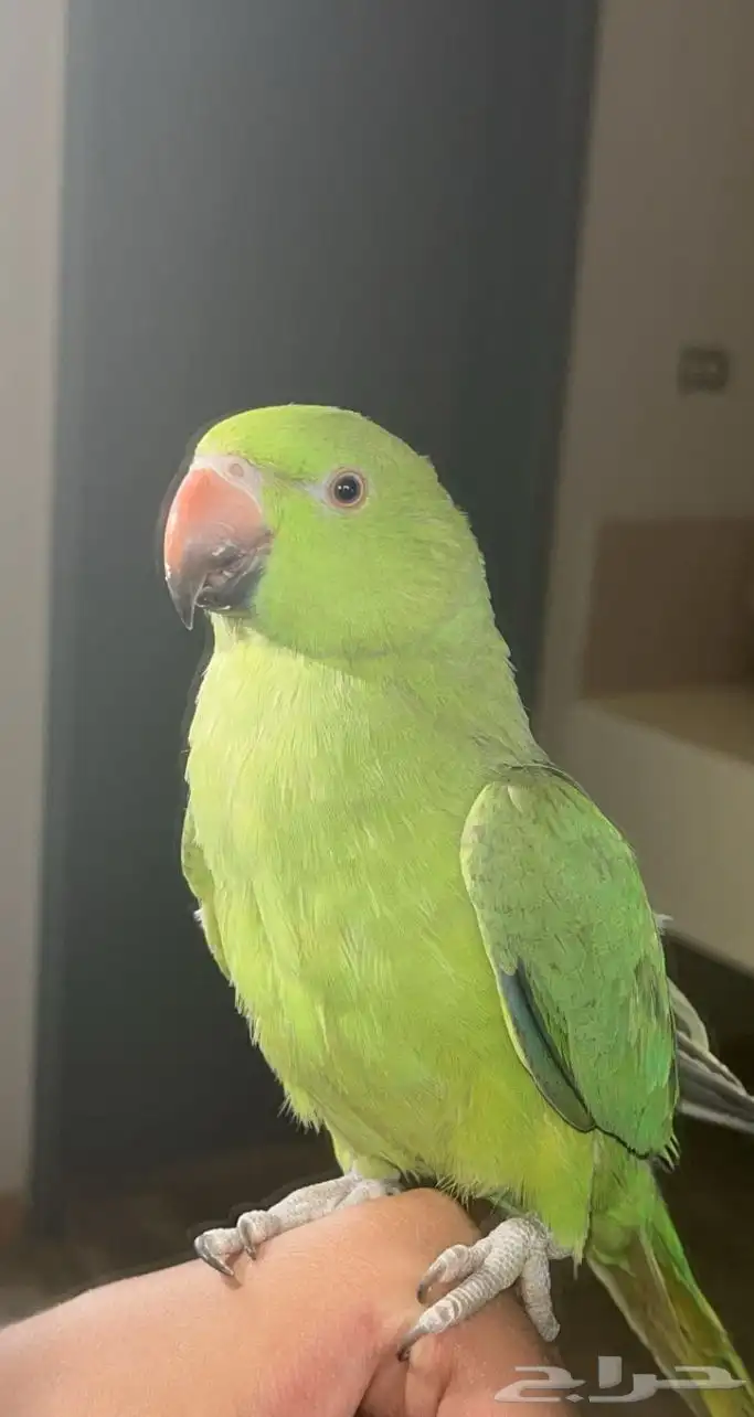 ببغاء درة هندي مع قفص كبير 600 1