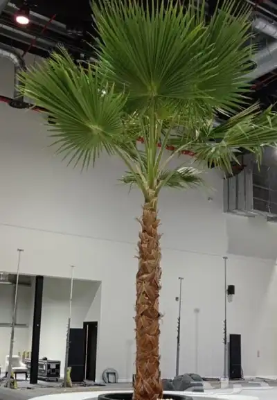 نخيل واشنطنيا زينه index