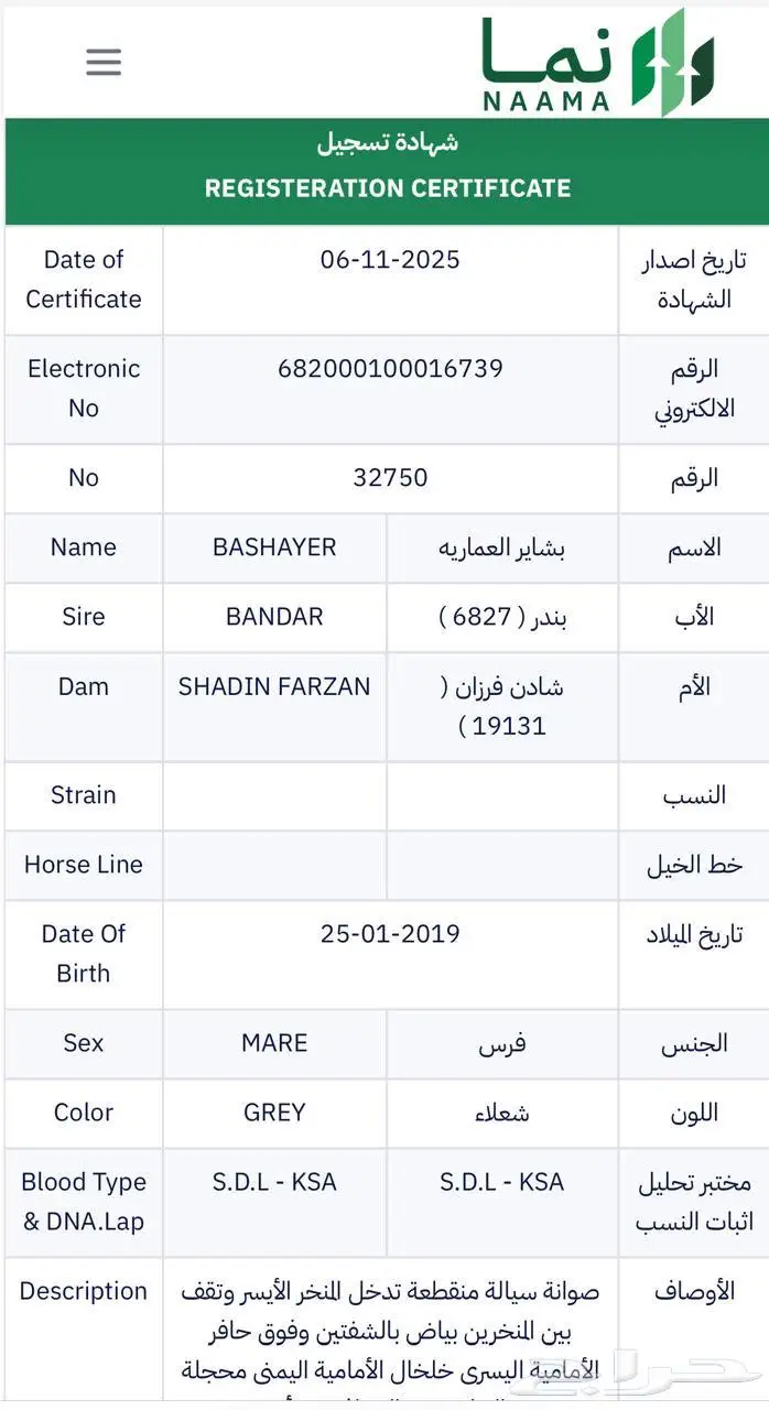 فرس واهو لقاح 8 شهور على مقبل عذبة ولد ستدل 3