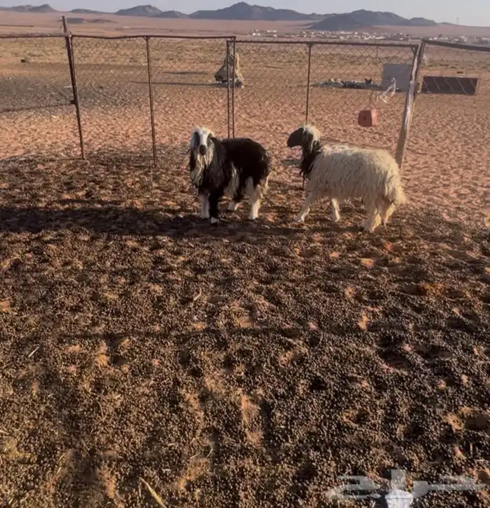 رخال للبيع 5