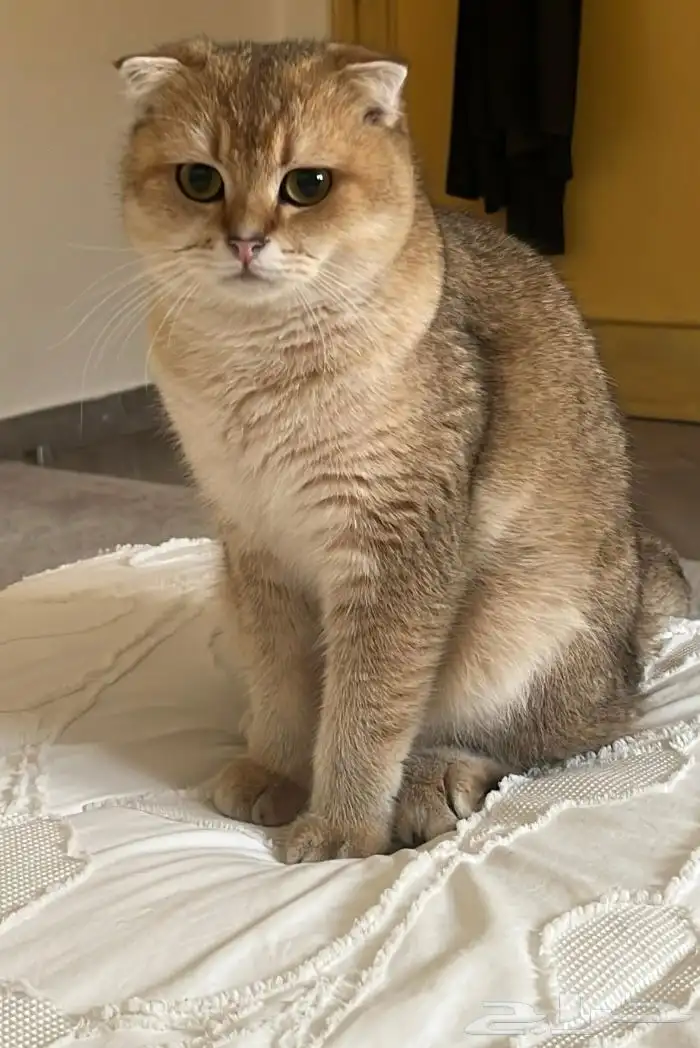 قط سكوتش فولد 3