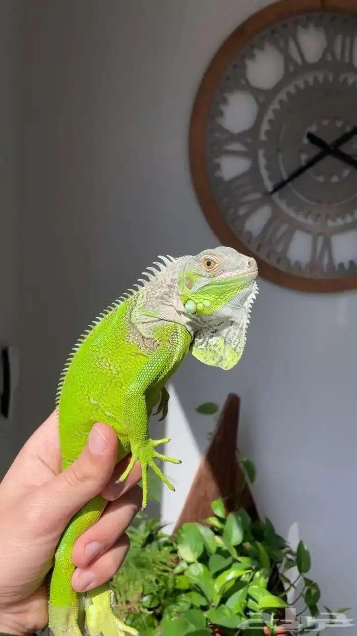 اغوانا للبيع 0