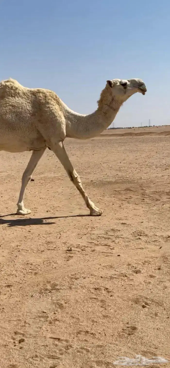 لقحه وضحا طيبه 2