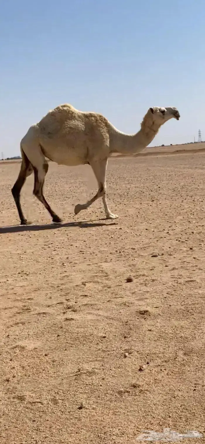 لقحه وضحا طيبه 1