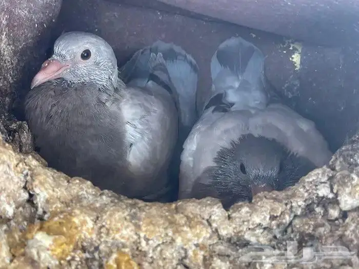 زغاليل فرنسي 2