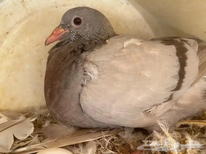 زغاليل فرنسي 0