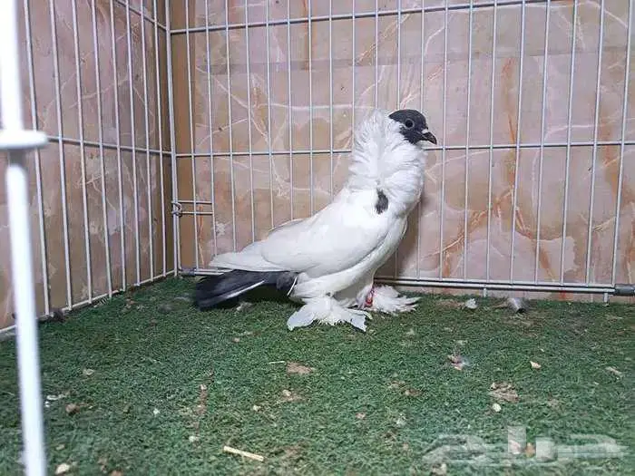 فريد مورهيد 1