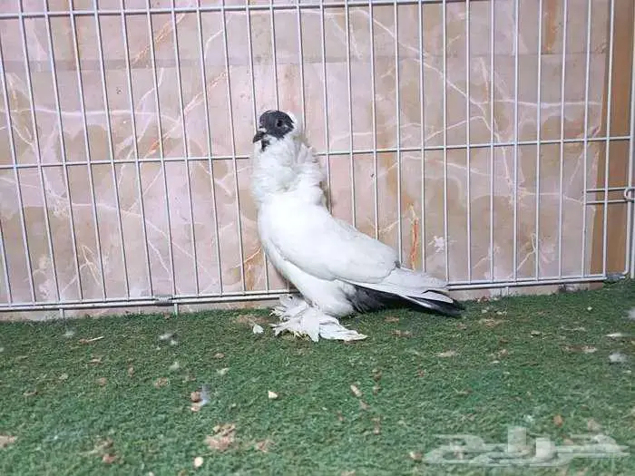 فريد مورهيد 0