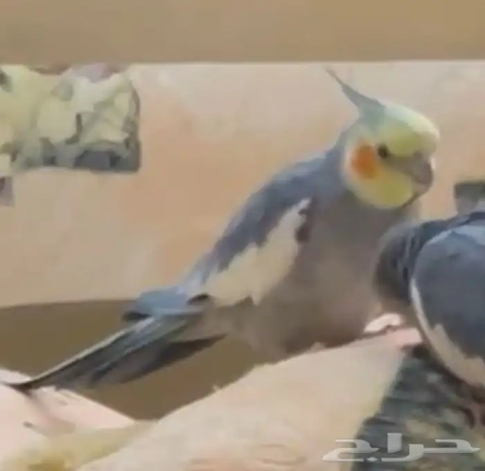 طائر كروان مفقود بالعلا 3