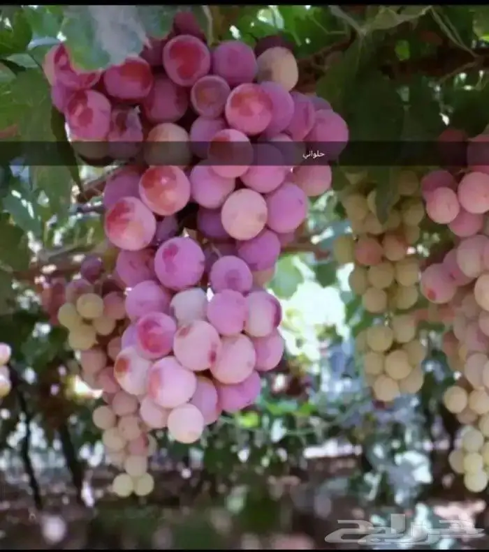 شتلات عنب حلواني وسدر تفاحي احمر 0