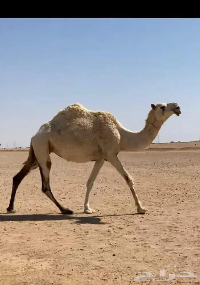 لقحه وضحا طيبه 0