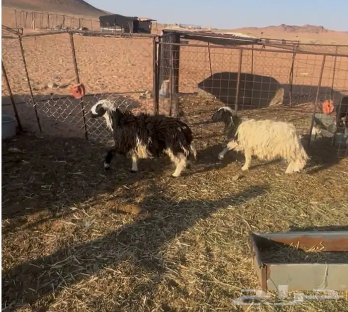 رخال للبيع 6