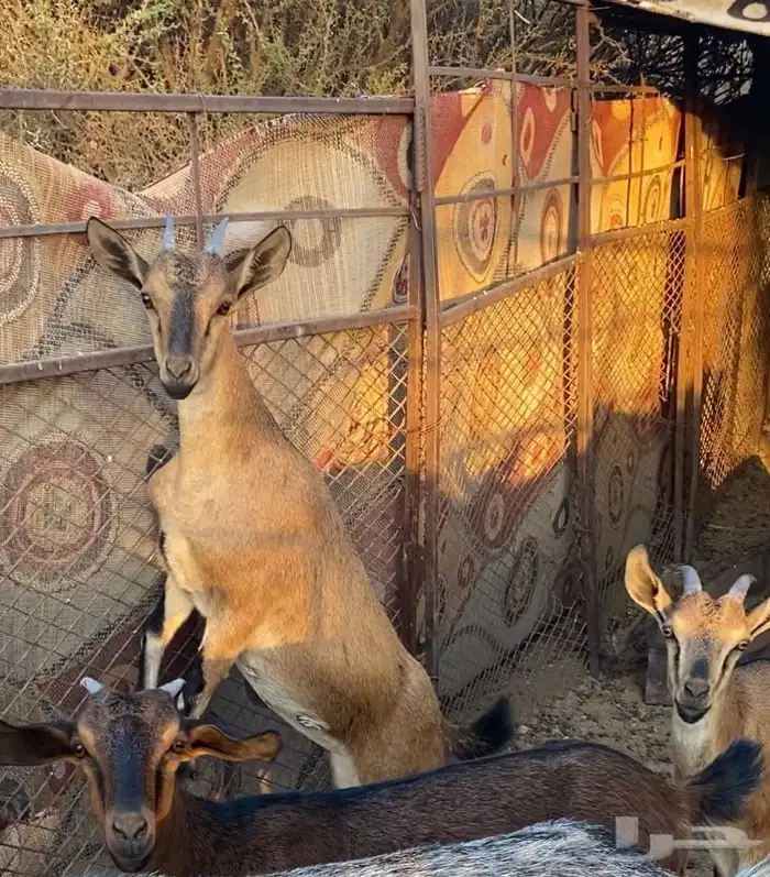 جفرات جذعات هجين ولد وعل 1