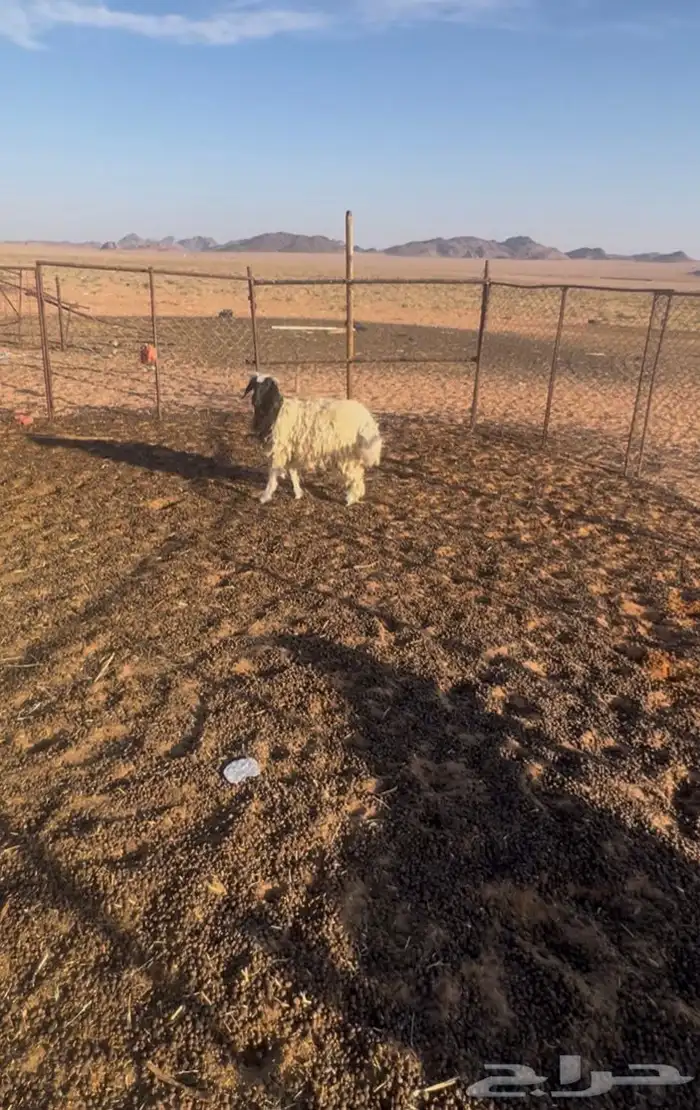 رخال للبيع 4