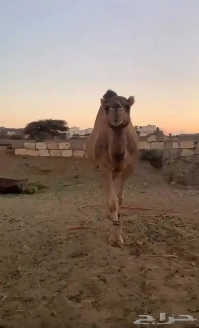 للبيع ناقه حمرا 0