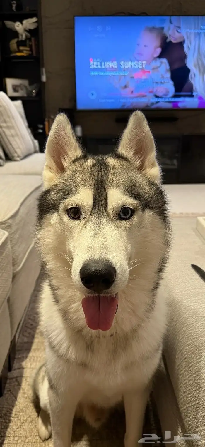 كلاب هاسكي 1