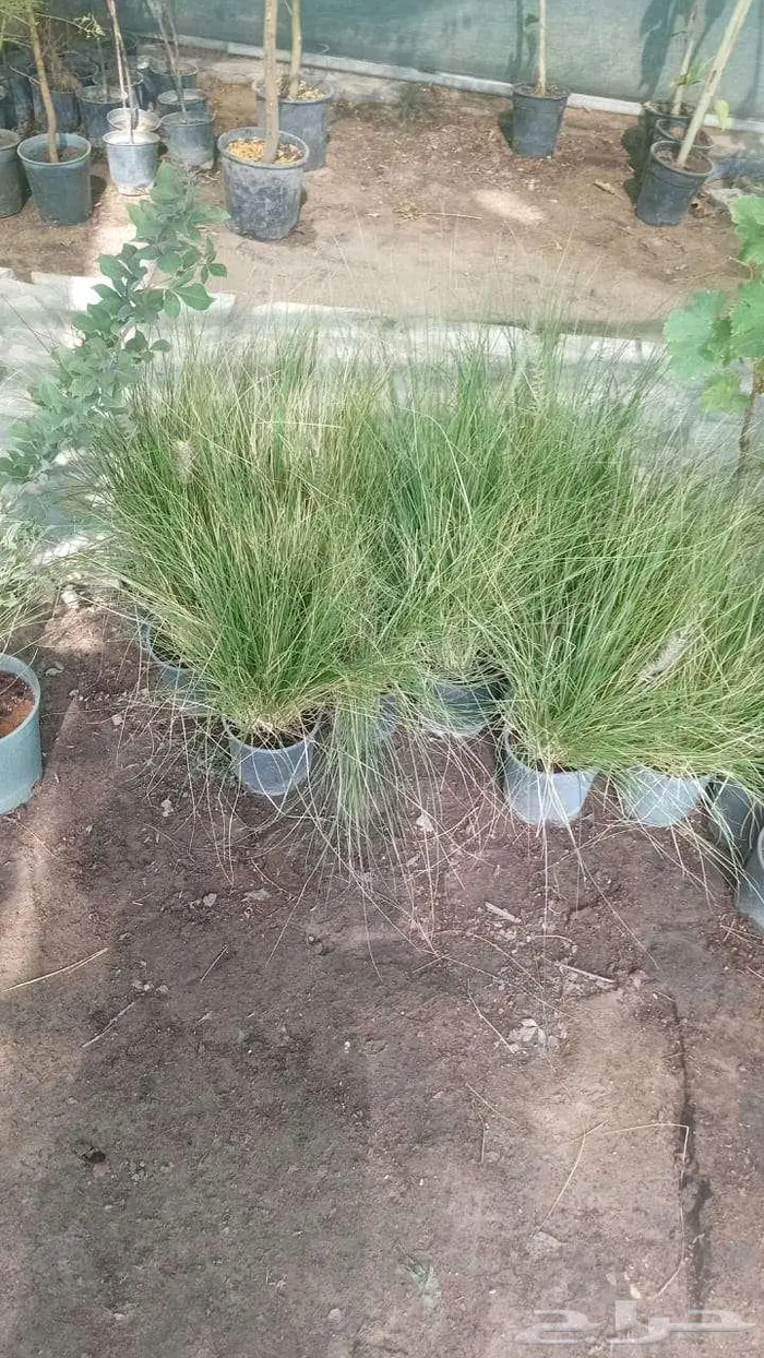 توريد وزراعه النخيل 1