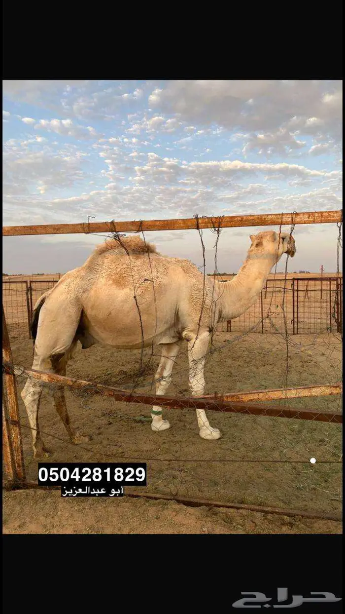 جمل مزيون طيب 1