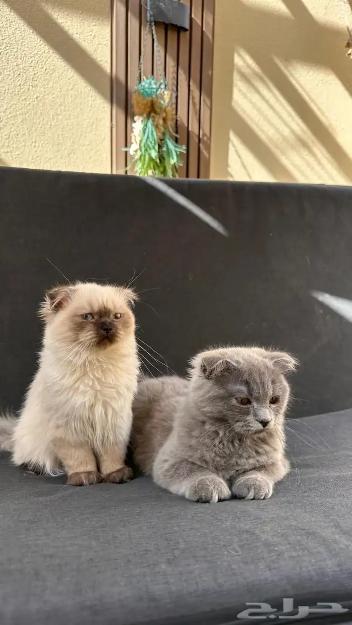 قطة للبيع سكوتش فولد وهملايا 2