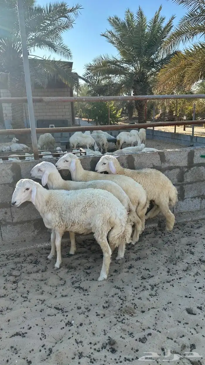 طليان حري للبيع 3