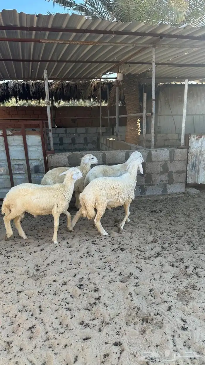 طليان حري للبيع 2