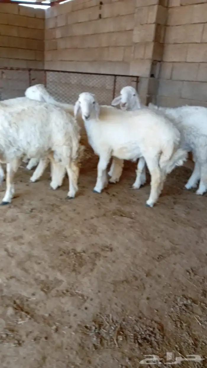 طليان ذبايح حريات سواكن ورفيديات كاش او اقساد 14