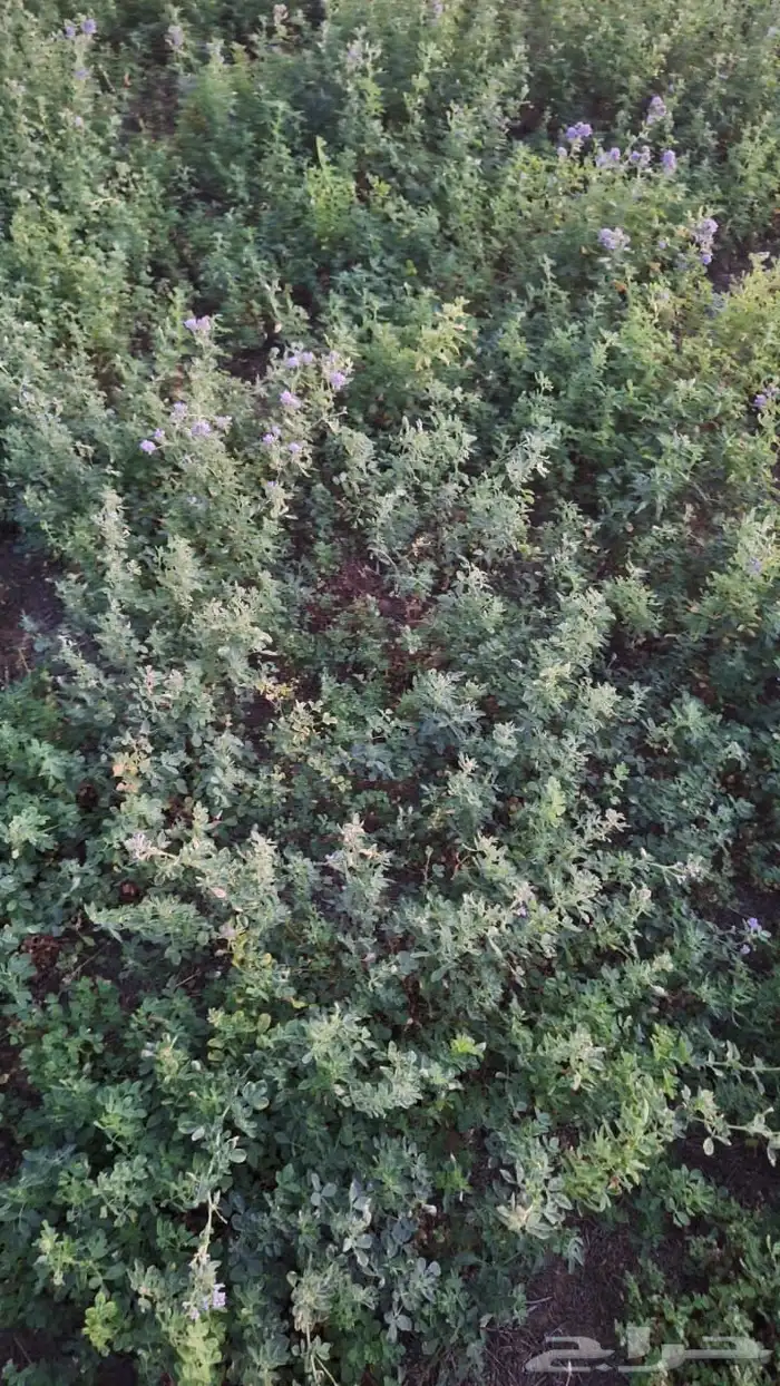 للايجار رشاش برسيم نص دورة 7 ابراج للغنم 2