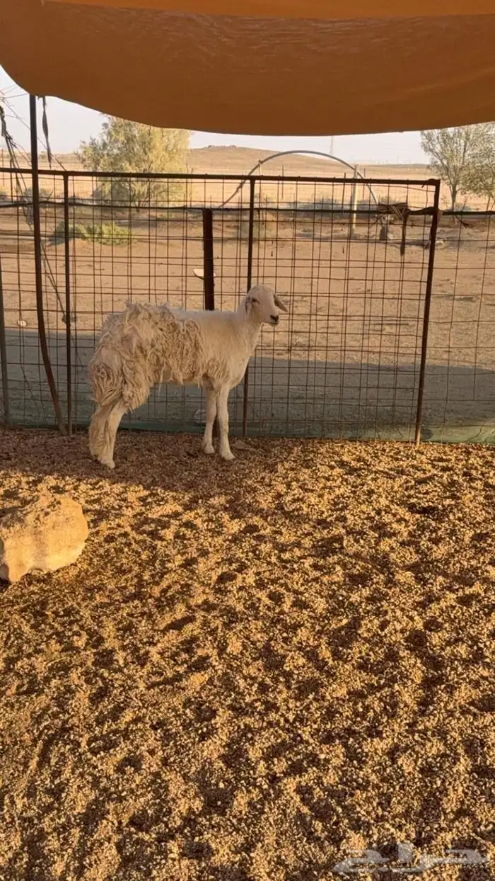 شاه حايل ذبيحة البجاديه 1
