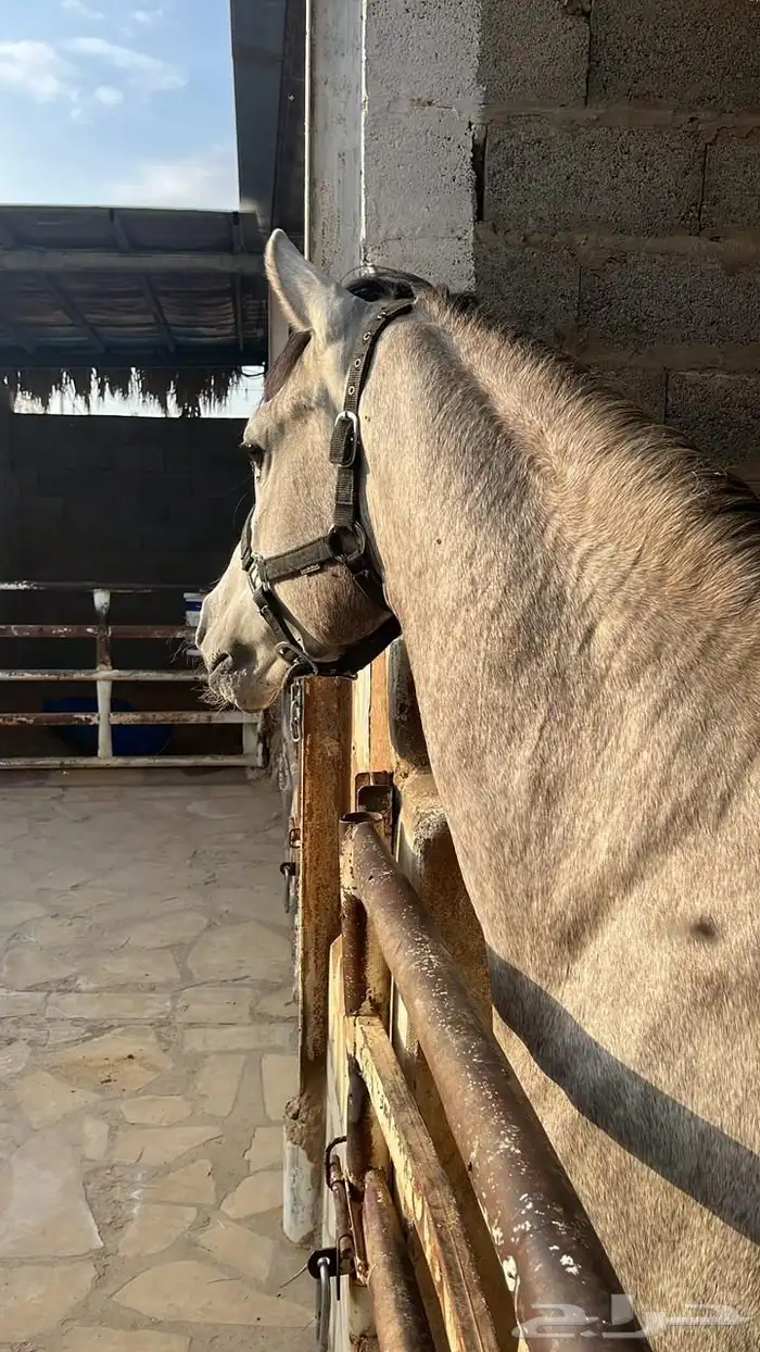 حصان ركوب شعبي شيخ 2