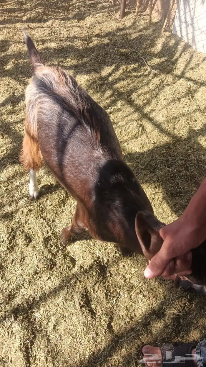 تيوس للبيع 1