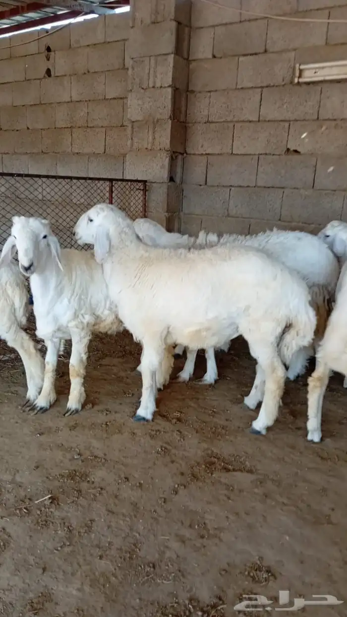 طليان ذبايح حريات سواكن ورفيديات كاش او اقساد 13