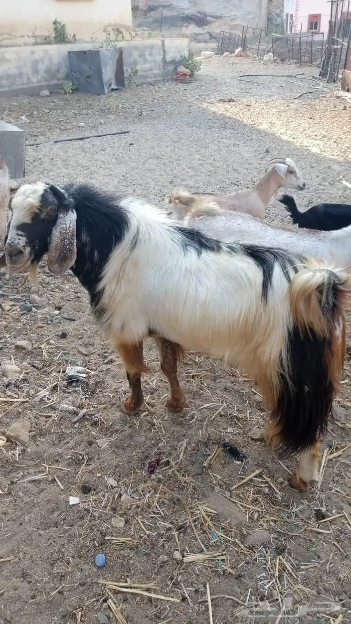 تيس فحل للبيع مشاء الله 10