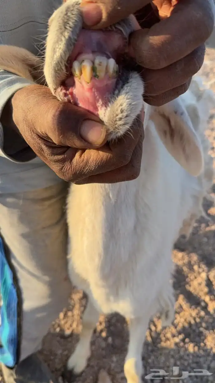 شاه حايل ذبيحة البجاديه 2