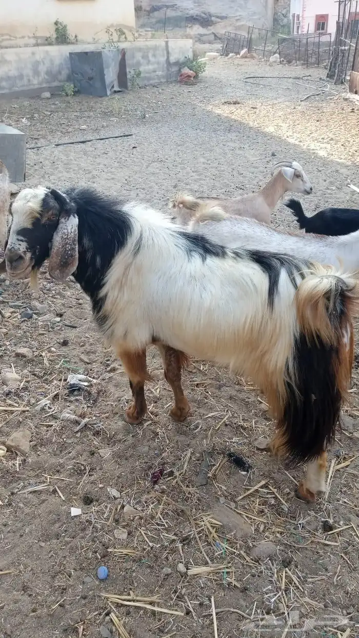 تيس فحل للبيع مشاء الله 9